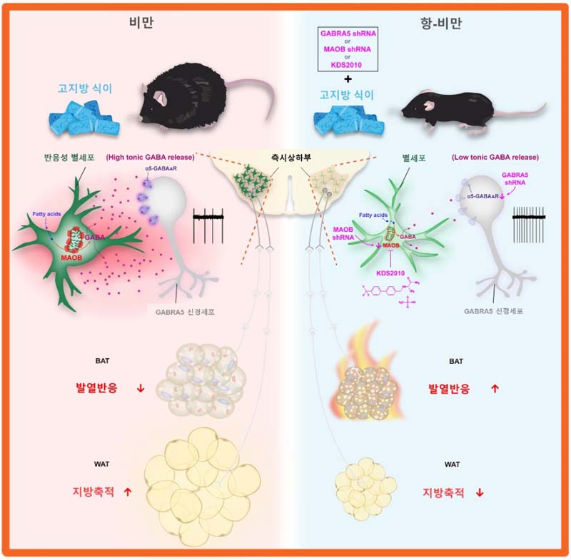 비만 치료제 KDS2010이 작용하는 원리