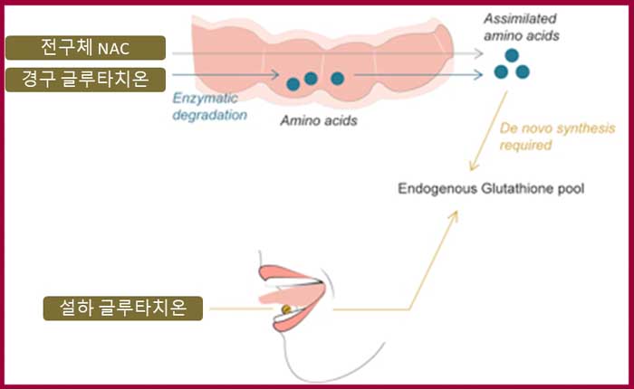 설하 글루타치온