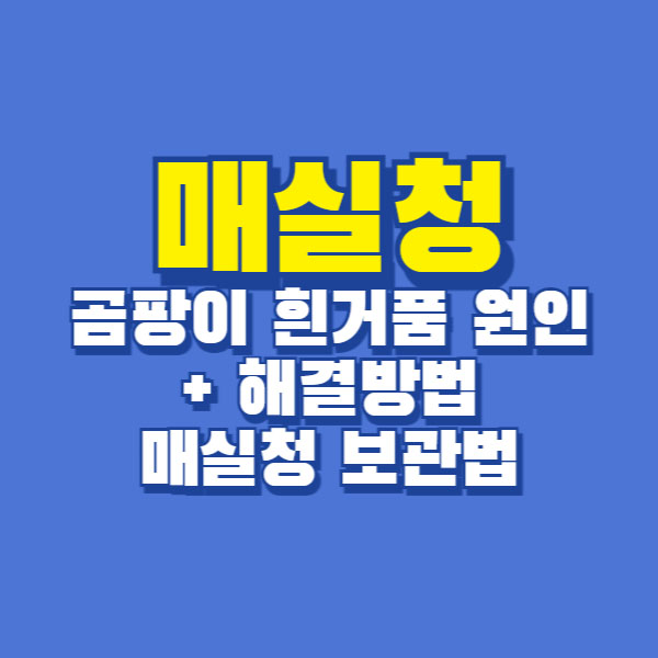 매실청 골마지