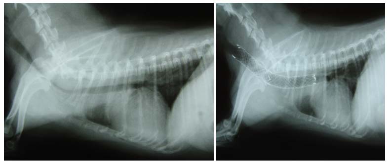 강아지 기관지 협착증 스텐트 시술 (시술 전(L), 시술 후 14일 경과 (R))