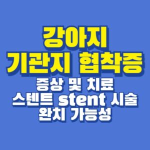 강아지 기관지 협착증 확장 시술