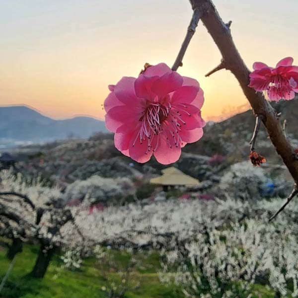 봄꽃축제