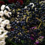 엘더베리 Elderberry