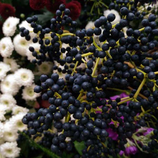 엘더베리 Elderberry