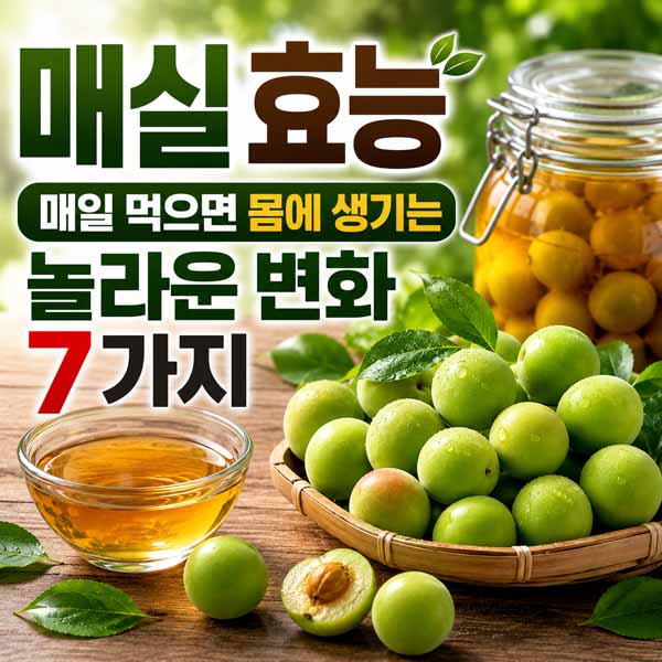 매실 효능